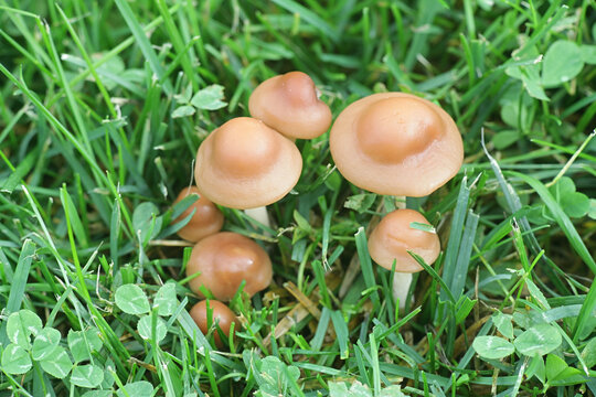 Marasmius oreades, known as fairy ring mushroom or fairy ring champignon, wild edible mushroom from Finland