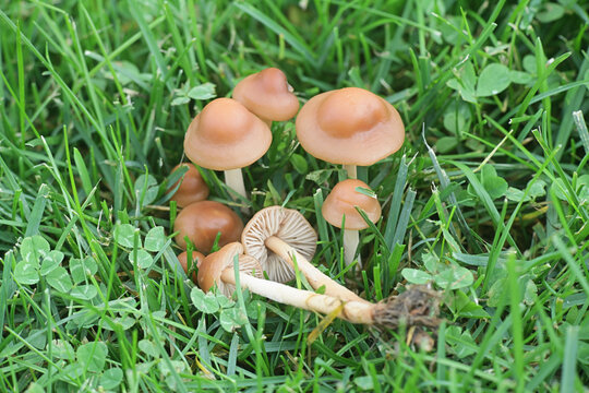 Marasmius oreades, known as fairy ring mushroom or fairy ring champignon, wild edible mushroom from Finland