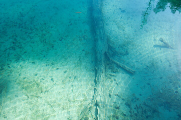 Tree Trunk Underwater in Plitvice Lakes National Park, Croatia