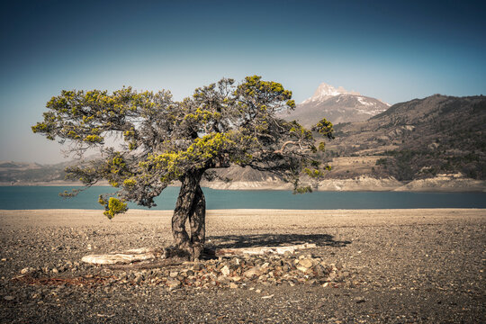 le pin solitaire du lac de serre-pon&ccedil;on, crots, hautes alpes