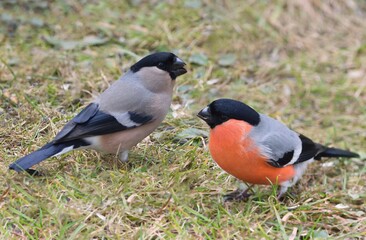 Couple of European bullfinch birds ( Pyrrhula pyrrhula)