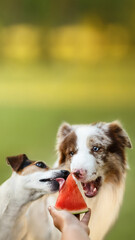 two dogs eating watermelon