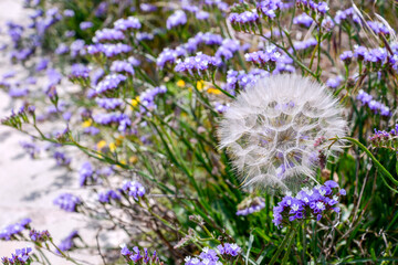 dandelion in field of lavender