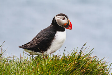 atlantic puffin or common puffin