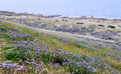 field of lavender and poppy on sea beach