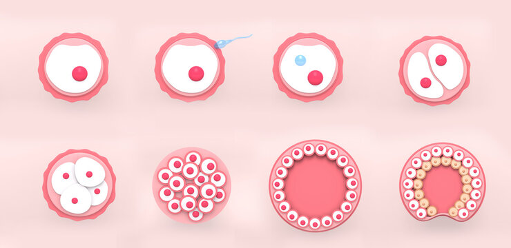The stages of segmentation of a fertilized 
ovum. 
Human embryonic development. 
3d rendering medical illustration.