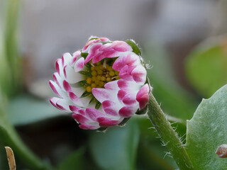 Gänseblümchen (Bellis perennis) © Lothar Lenz