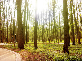 New pathway and beautiful trees track for running or walking and cycling relax in the park on green grass field on the side of the golf course. Sunlight and flare background concept.