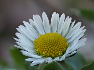 Gänseblümchen (Bellis perennis) © Lothar Lenz