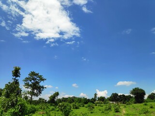 Obraz premium trees and sky