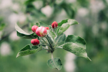 Spring flowers banner. Spring renewal, nature in spring, flowers, blooming, new life, pink flower, sakura blossom