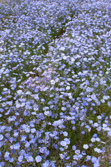 Field of blue wood forget-me-not.