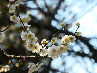 公園に咲く梅の花