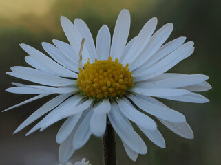 Gänseblümchen (Bellis perennis) © Lothar Lenz