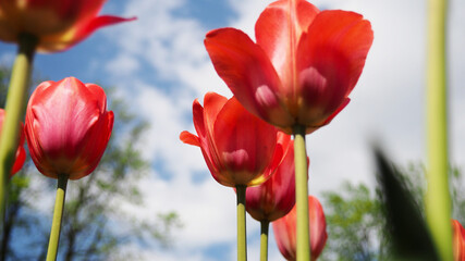 Red tulips in the field, banners with flowers, bright spring