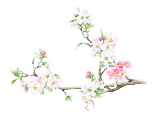 Obraz na płótnie Canvas Blooming apple branch with flowers, buds and leaves hand drawn in watercolor isolated on a white background. Watercolor illustration. Apple blossom. Floral composition. Spring watercolor illustration