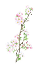 Fototapeta na wymiar Blooming apple branch with flowers, buds and leaves hand drawn in watercolor isolated on a white background. Watercolor illustration. Apple blossom. Floral composition. Spring watercolor illustration
