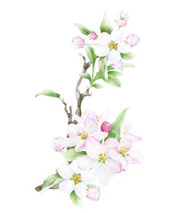 Blooming apple branch with flowers, buds and leaves hand drawn in watercolor isolated on a white background. Watercolor illustration. Apple blossom. Floral composition. Spring watercolor illustration © Tatiana