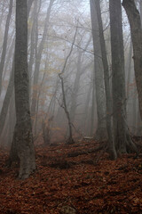 Beautiful autumn forest in the fog
