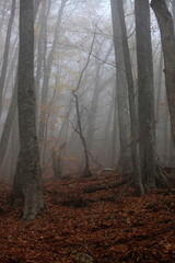Obraz premium Beautiful autumn forest in the fog