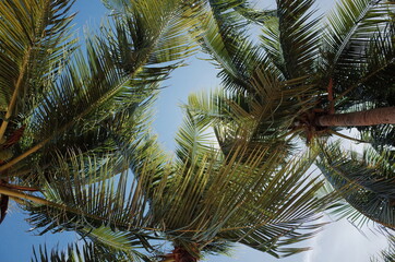 Fototapeta na wymiar Coconut tree coconut leaf with sky and nature