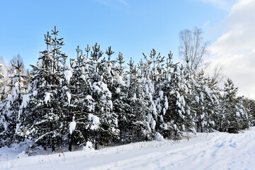 Pine and fir forest covered with snow after strong snowfall. Green pine trees in the snow in winter on blue sky background. Awesome winter landscape. Snow-covered tree in the wild forest