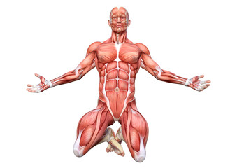 3D Rendering Male Anatomy Figure on White