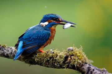 Male kingfisher fishing from a mossy branch