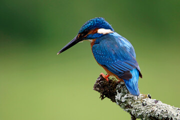 Male kingfisher fishing from a mossy branch