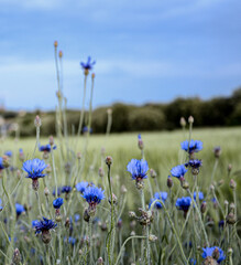 Wildflowers meadow - cornflowers.