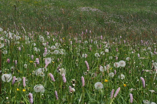 Schlangen-Kn&ouml;terich oder Wiesen-Kn&ouml;terich, Bistorta officinalis. Seiser Alm, Dolomiten, S&uuml;dtirol. 