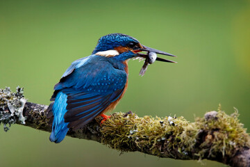 Male kingfisher fishing from a mossy branch