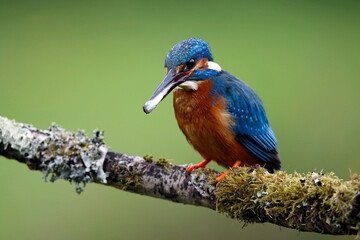 Male kingfisher fishing from a mossy branch