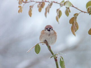 Sparrow on branch