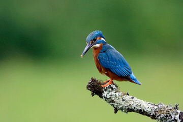 Male kingfisher fishing from a mossy branch
