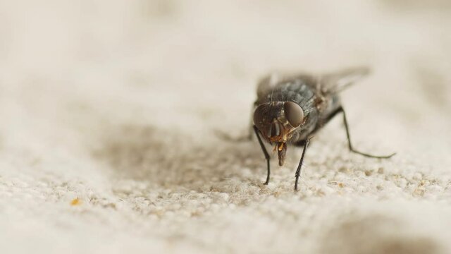housefly Musca domestica close extreme macro
