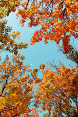 Beautiful trees with bright leaves against sky on autumn day, low angle view