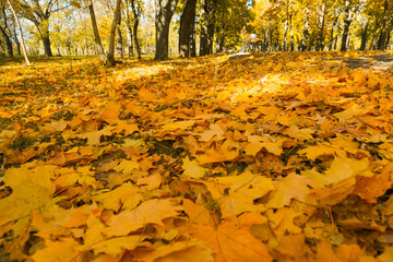 Yellow leaves on ground in park on autumn day, closeup