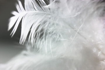 Obraz premium A white delicate bird's feather on black background close-up. Background and texture of the feather. Detail of a white feather. Blurred background.