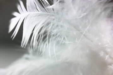A white delicate bird's feather on black background close-up. Background and texture of the feather. Detail of a white feather. Blurred background.