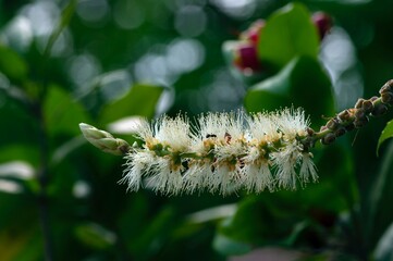 Melaleuca cajuputi flower, commonly known as cajuput