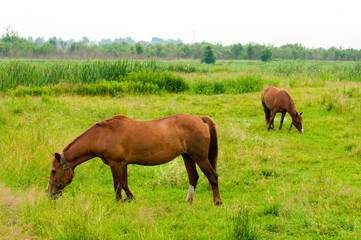 Fototapeta premium wild horse on a large meadow with beautiful scenery of blue sky and quiet at sunrise