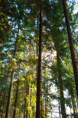 Obraz premium Sunny morning in the forest spring time tall trees