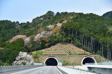 春のドライブ　高速道路　トンネル