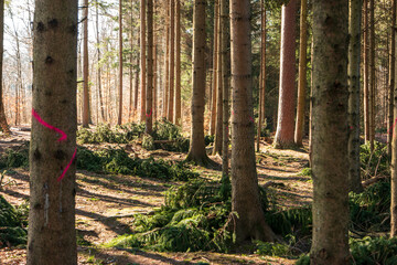 Sunny morning in the forest spring time tall trees