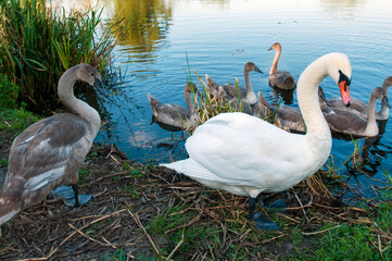 White swan onlake shore. Swan on beach. Swan on shore
