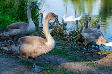 White swan onlake shore. Swan on beach. Swan on shore