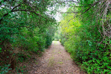 Fototapeta premium Stunning natural trail surrounded by lush vegetation. Wonderful green path. Dirt and gravel little road immersed in nature. Secret routes in a uncontaminated land. Breathtaking landscapes view.