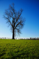 Fototapeta na wymiar leafless tree in winter on green field with blue sky