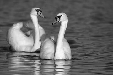 Mute swans on the lake, black and white photo